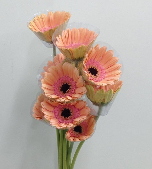 Gerbera - Peach