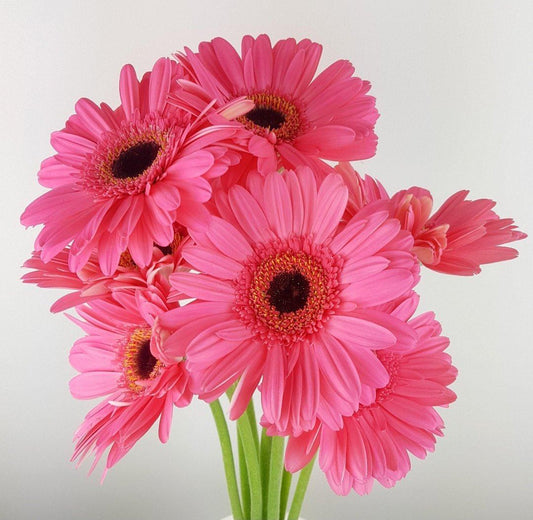 Gerbera - Pink