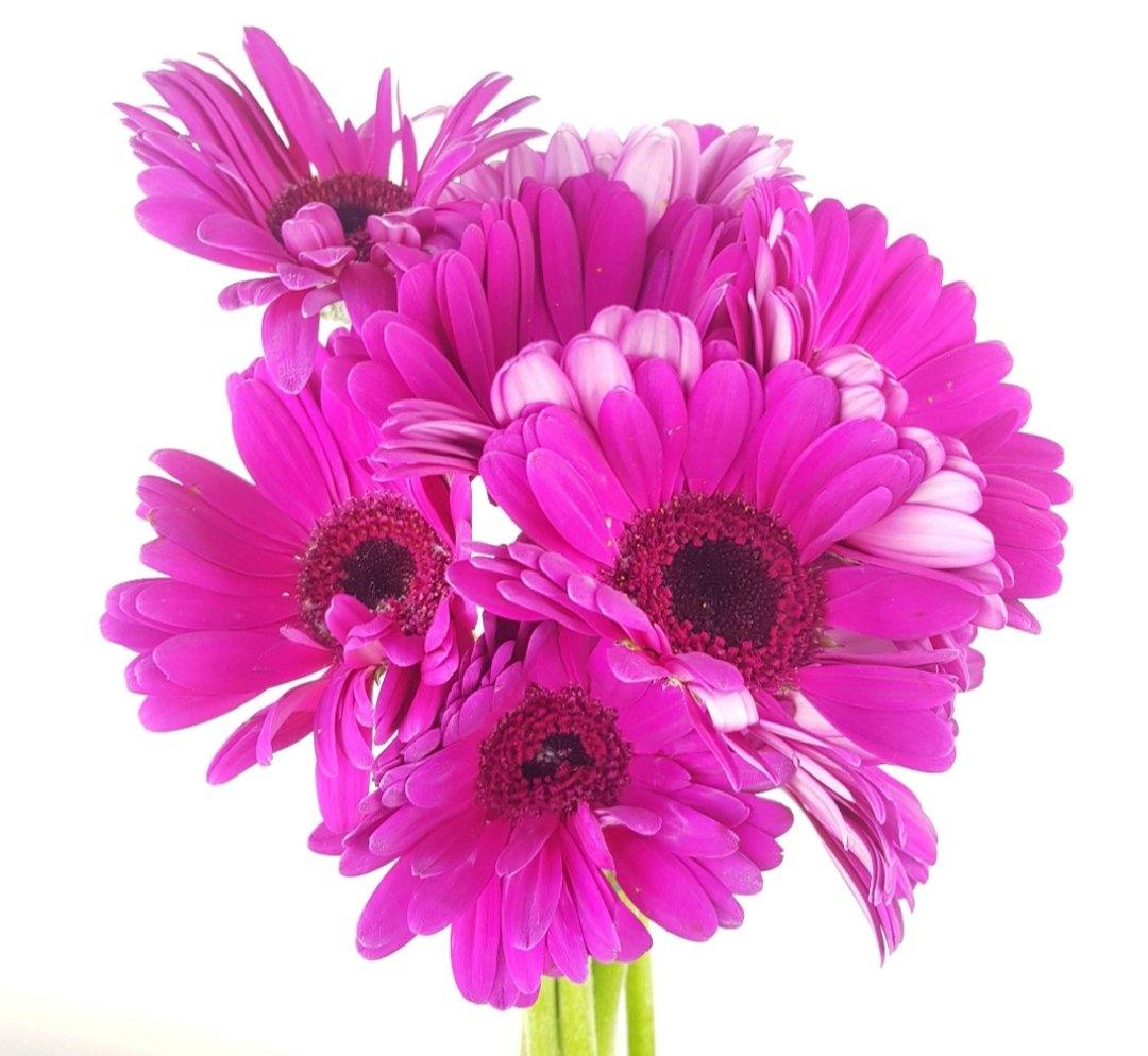 Gerbera - Purple