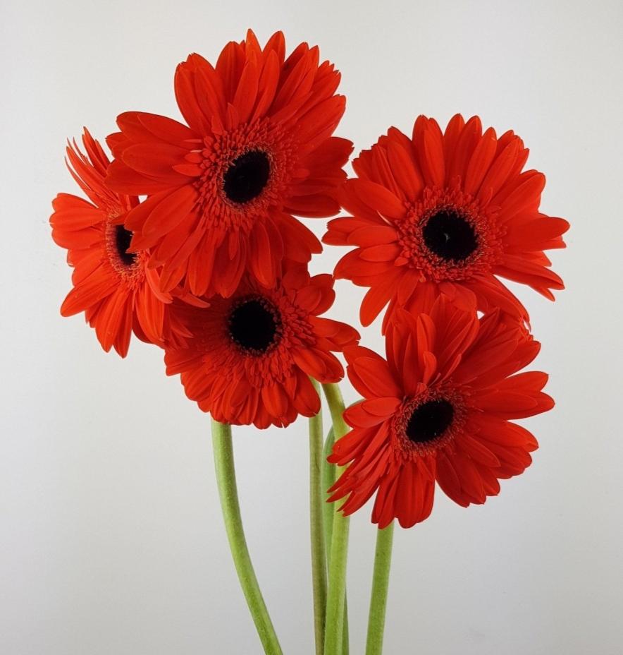 Gerbera - Red