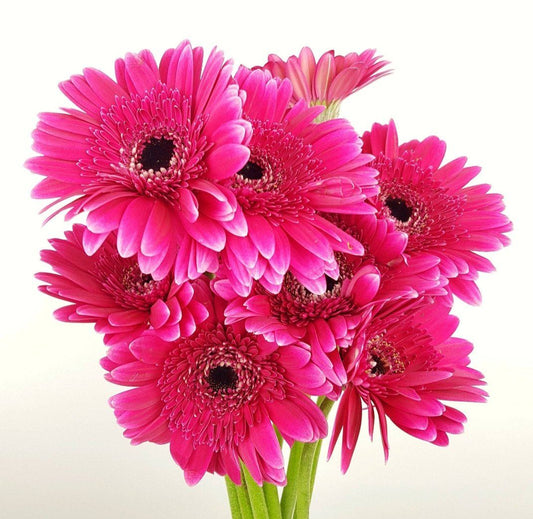 Gerbera - Shocking Pink