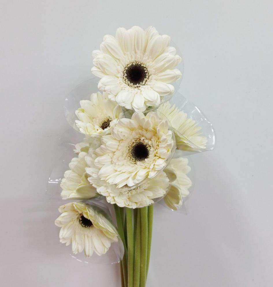 Gerbera - White