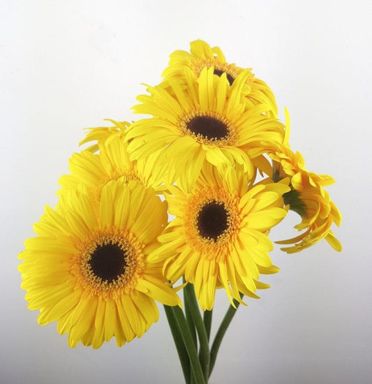 Gerbera - Yellow