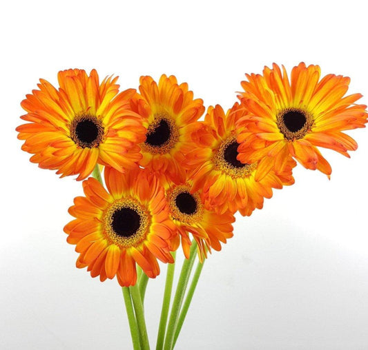 Gerbera - 2 Tone Orange