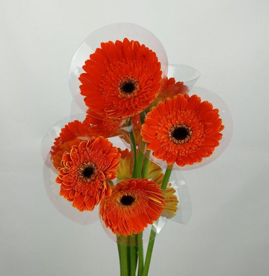 Gerbera - 2 Tone Orange Yellow