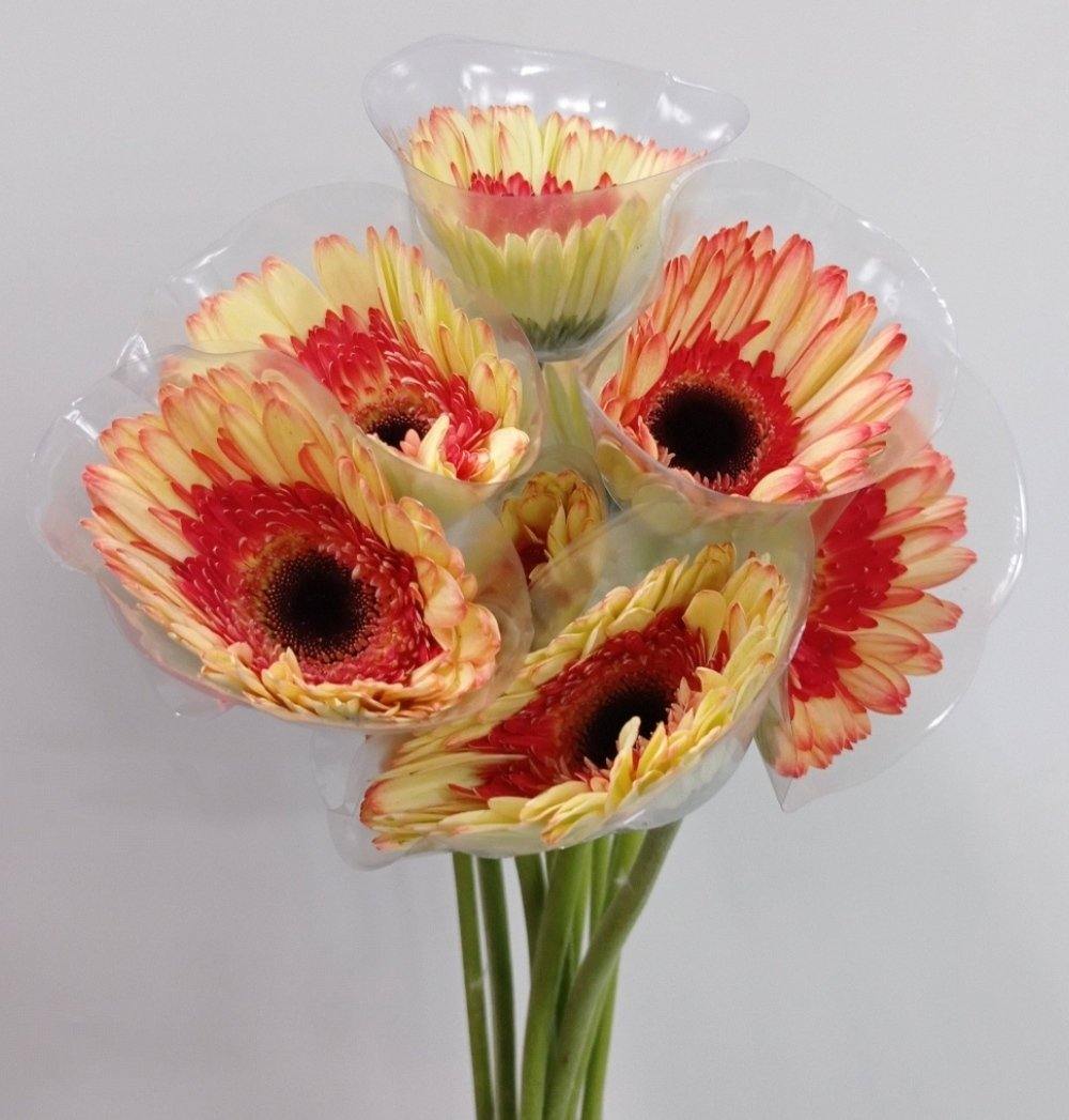 Gerbera - 2 Tone Peach Orange