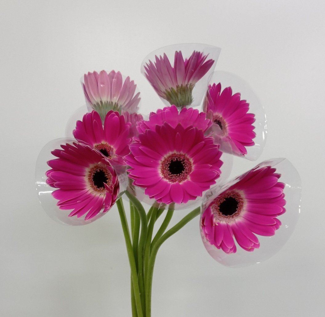 Gerbera - 2 Tone Purple