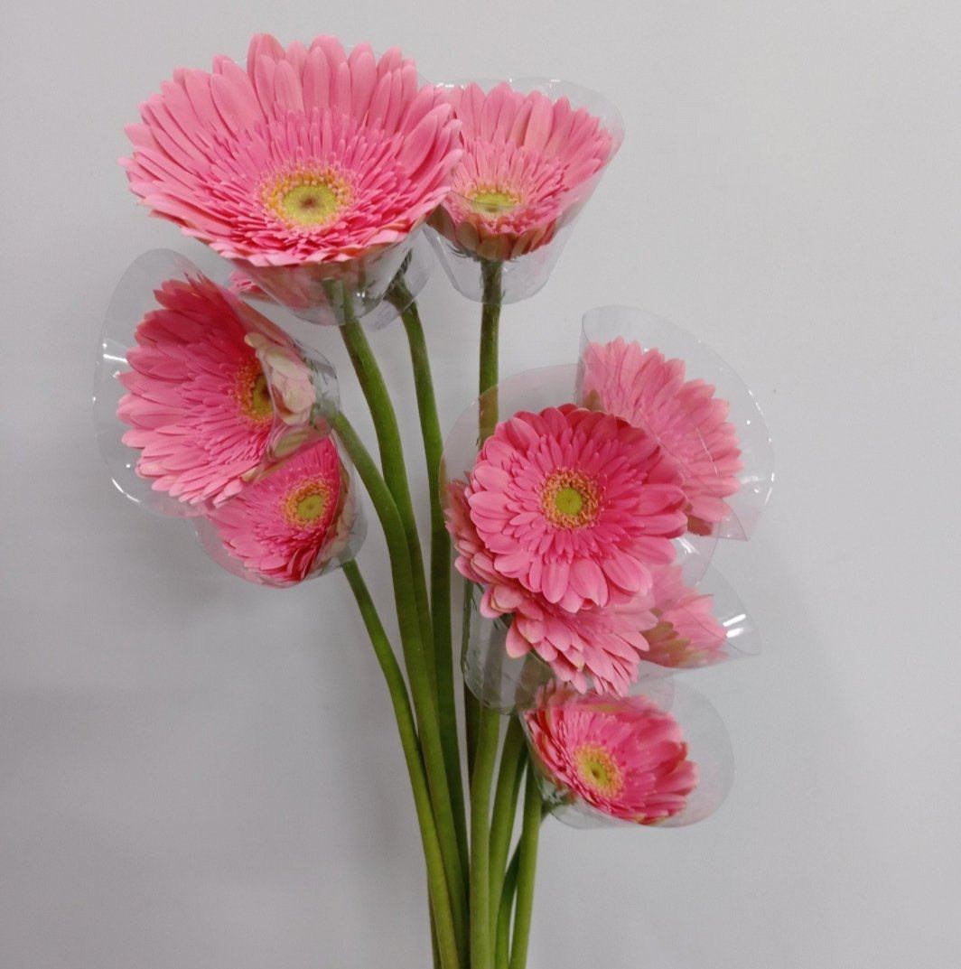 Gerbera - Pink