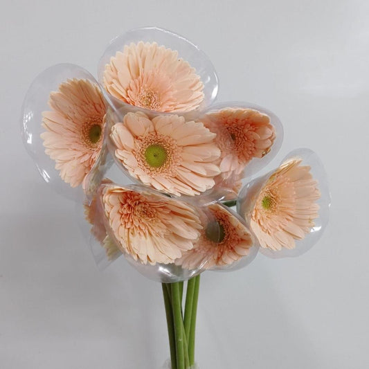 Gerbera - Light Peach