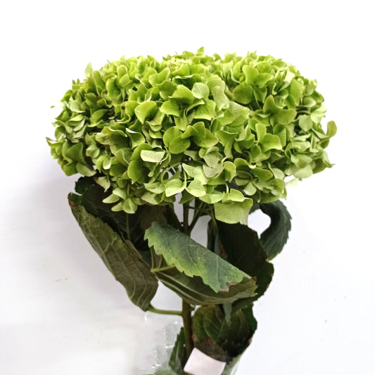 Hydrangea - Green