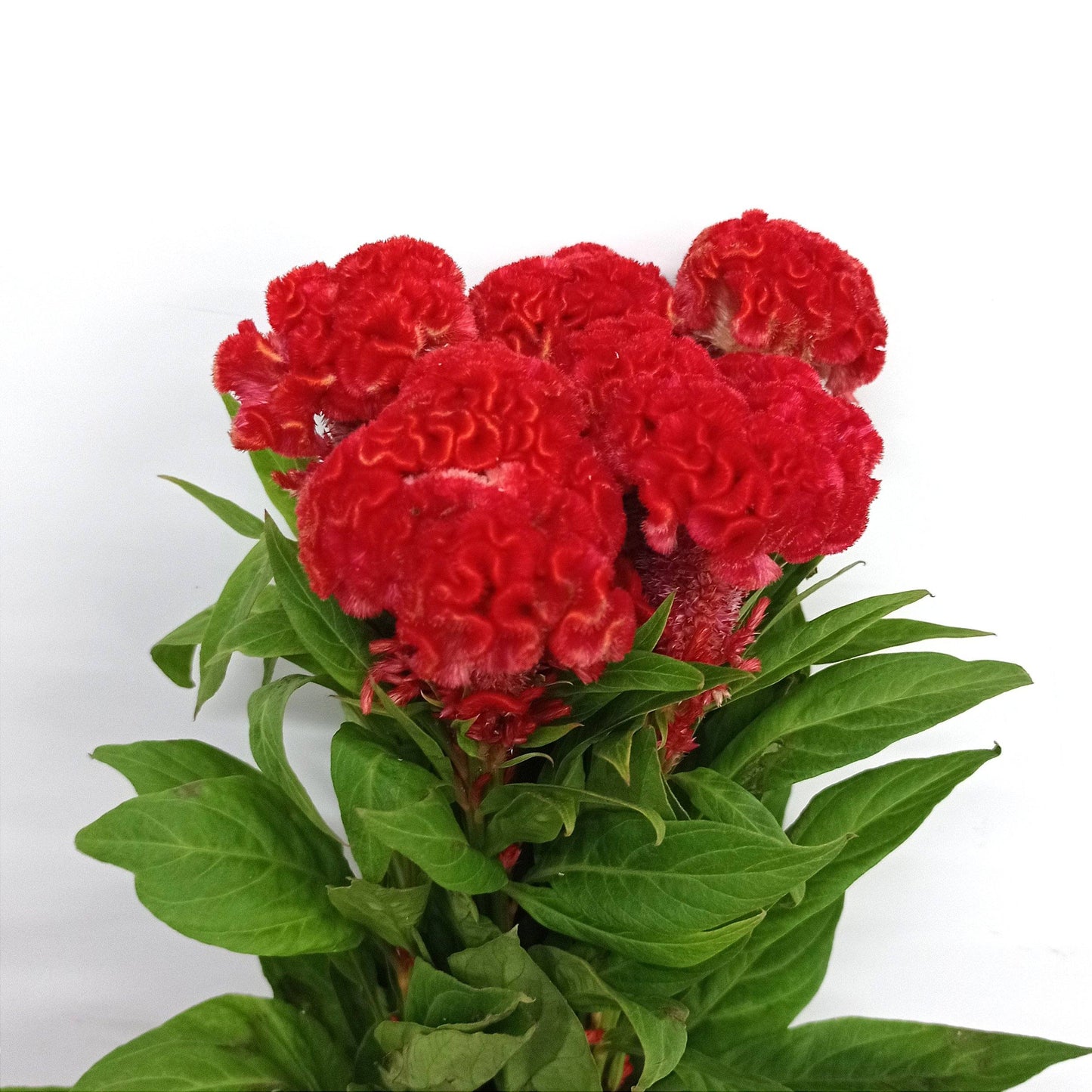 Celosia - Red