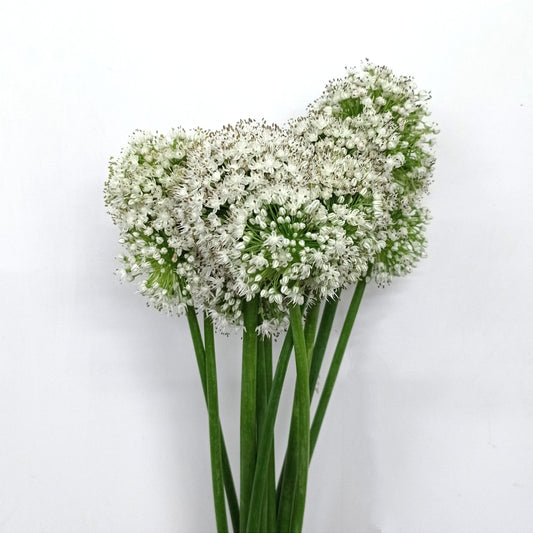 Allium - White