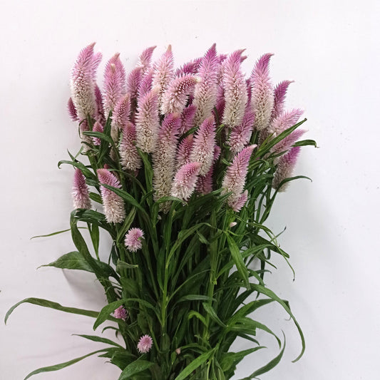 Celosia Spray - 2 Tone Purple