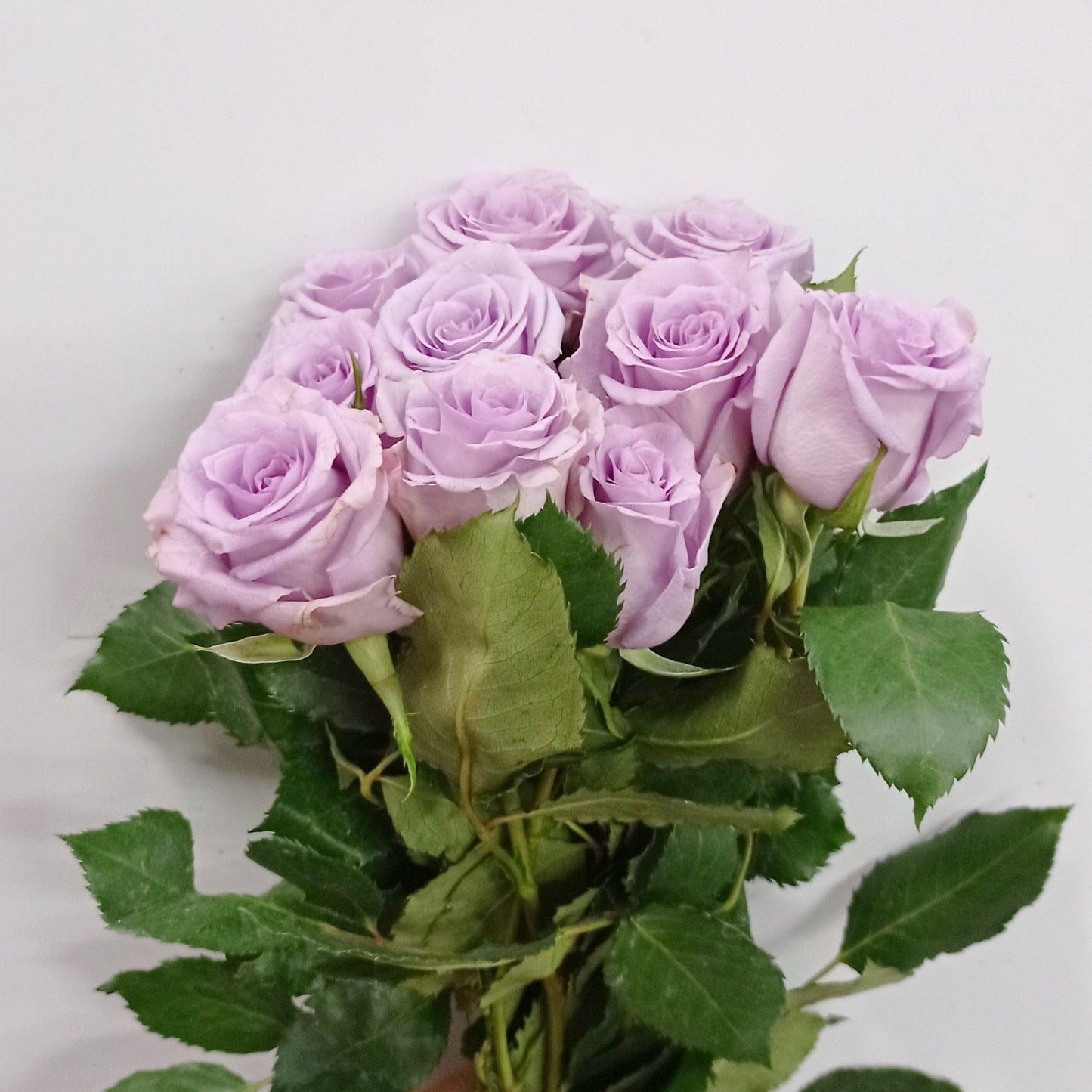 Fully Bloom Rose - Mix [Clearance Stock]