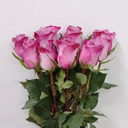 Fully Bloom Rose - Mix [Clearance Stock]