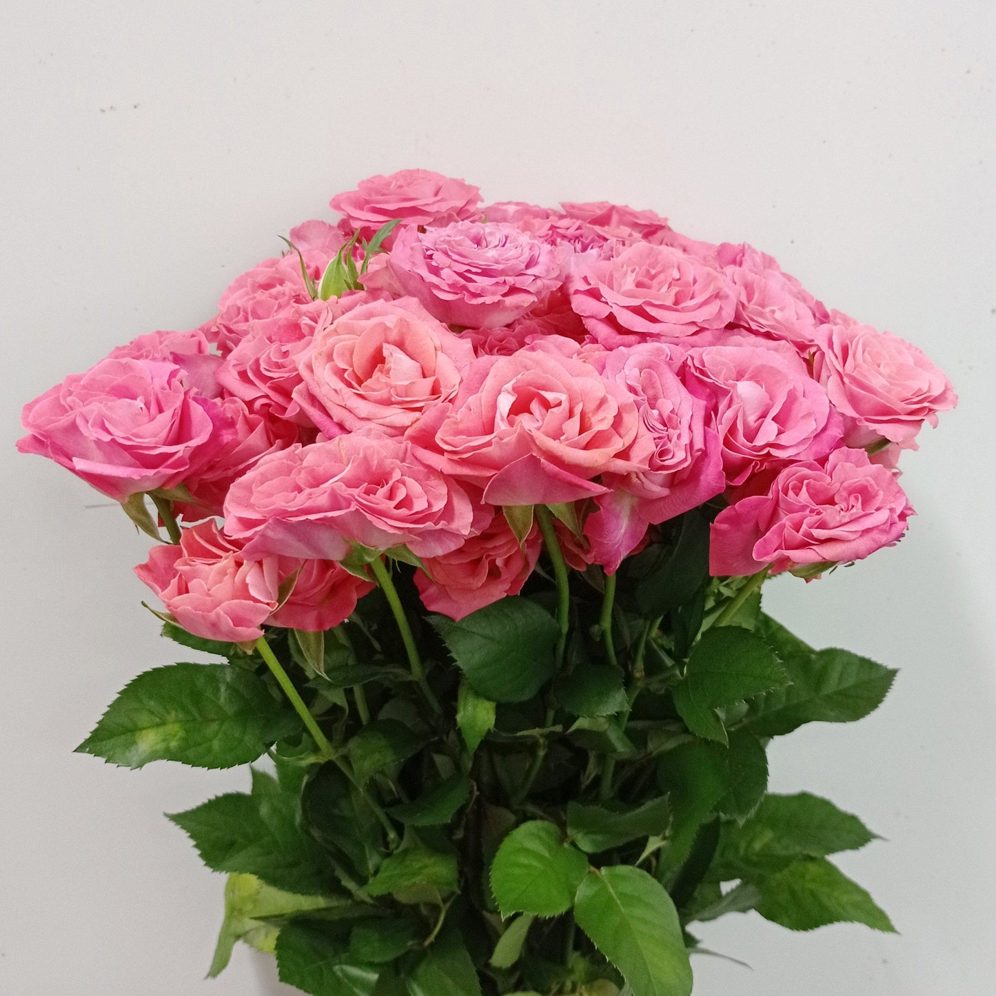 Fully Bloom Rose Spray - Mix [Clearance Stock]