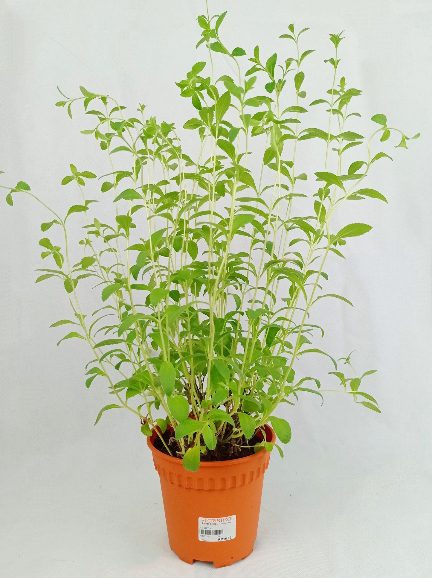 Pot Stevia- Green