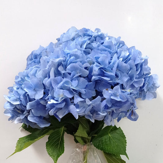 Hydrangea - Ocean Blue