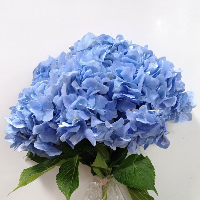 Hydrangea (Imported) - Ocean Blue