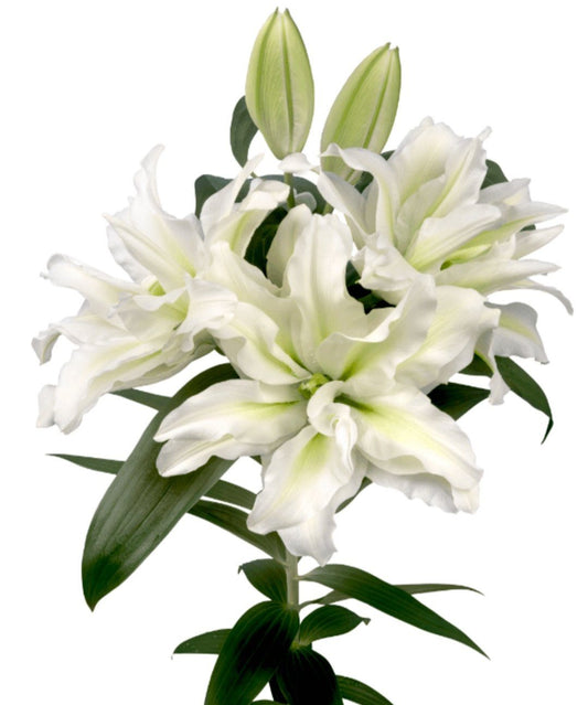 Roselily -  Aisha White (2 stems)