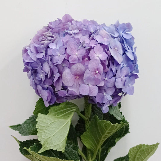 Hydrangea - Light Purple