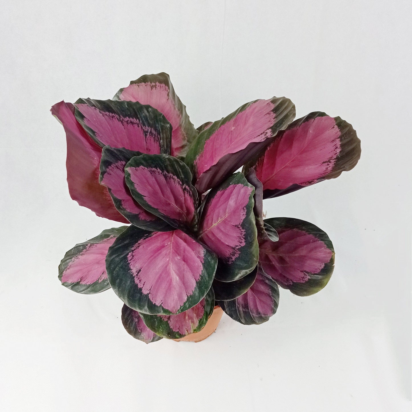 Pot Calathea P150- Mix