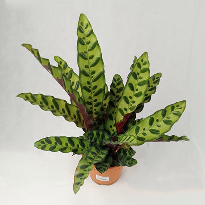 Pot Calathea P150- Mix