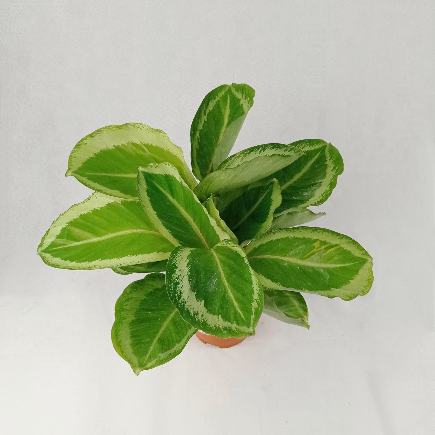 Pot Calathea P150- Mix