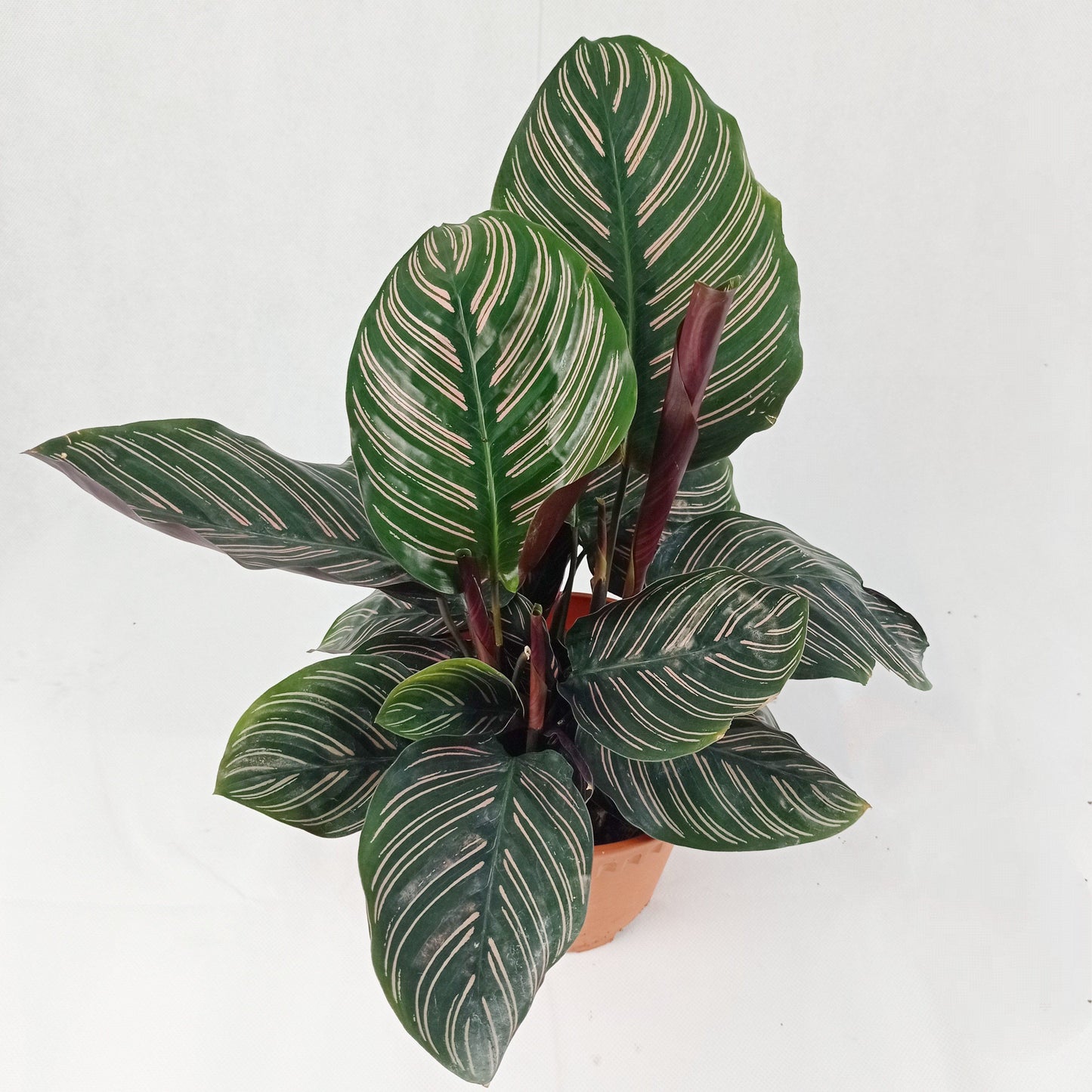 Pot Calathea P150- Mix