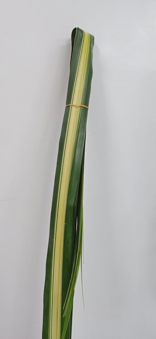 Pandanus Leaf - 2 Tone Yellow