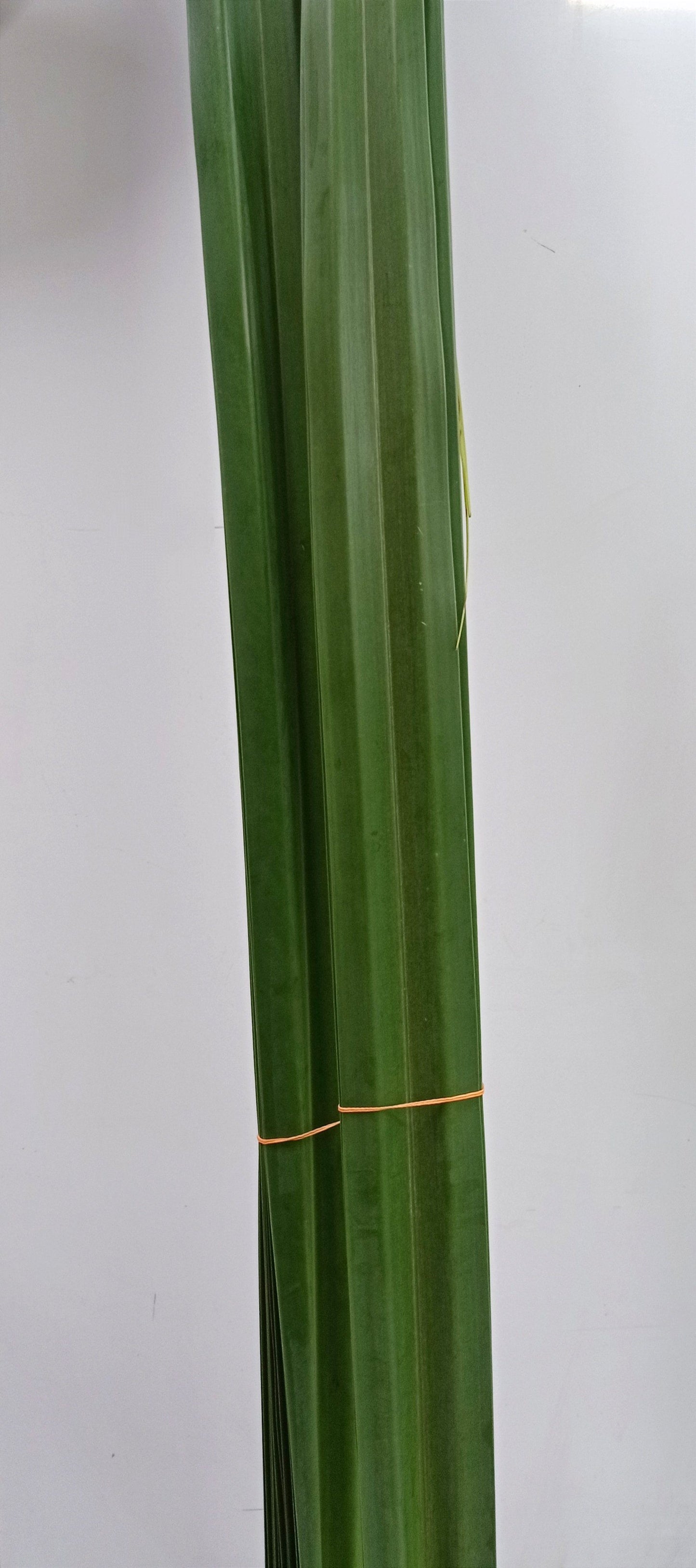 Pandanus Leaf - Green