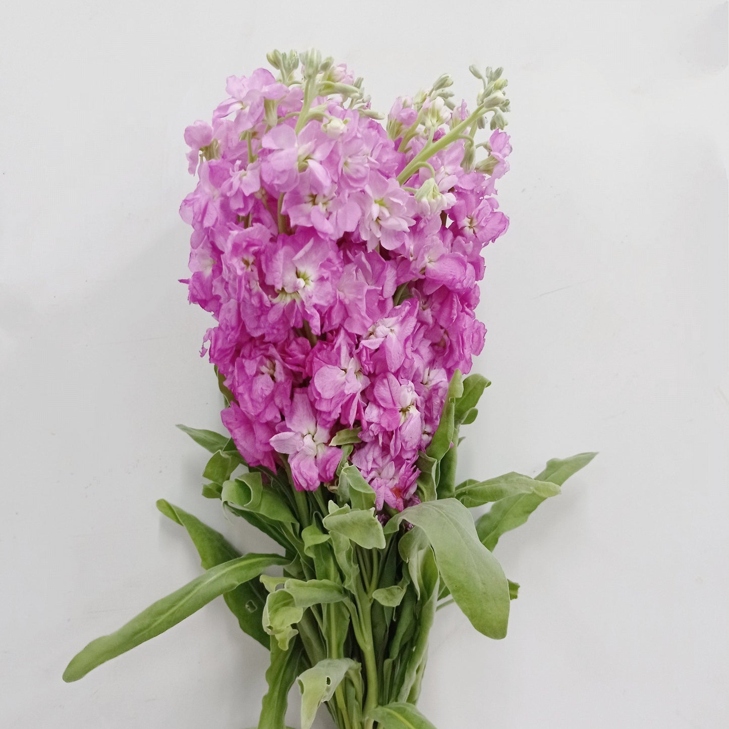 Matthiola  - Sweet Pink