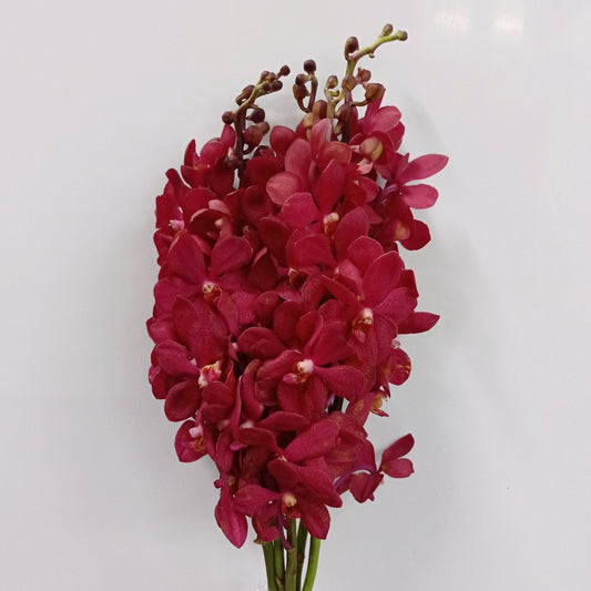 Orchid Premium   - Maroon