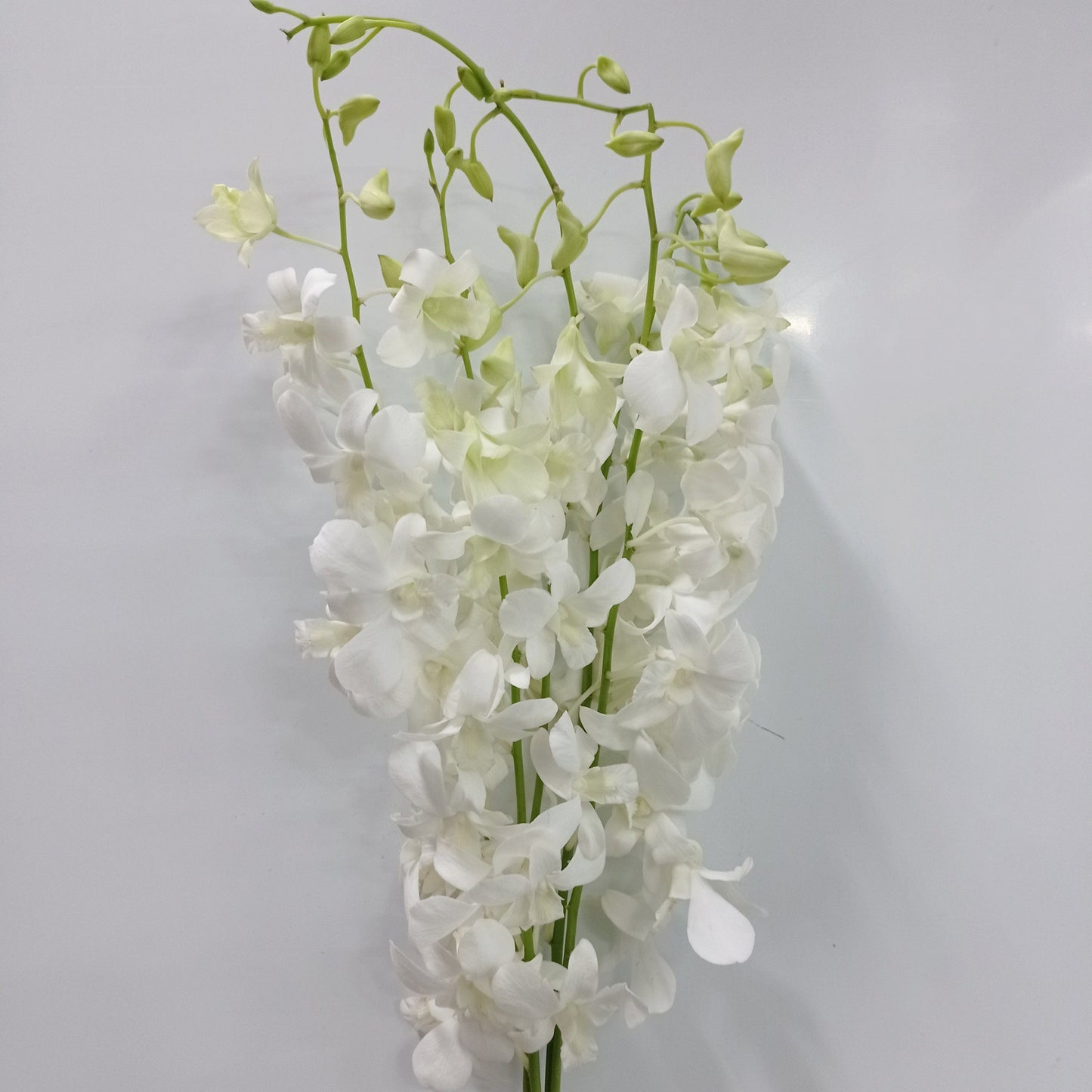 Orchid Premium   - White