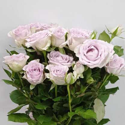 Fully Bloom Rose Spray - Mix [Clearance Stock]