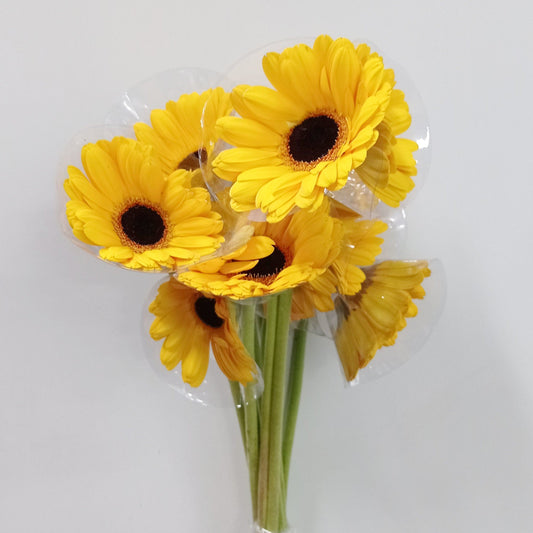 Gerbera - Bright Yellow