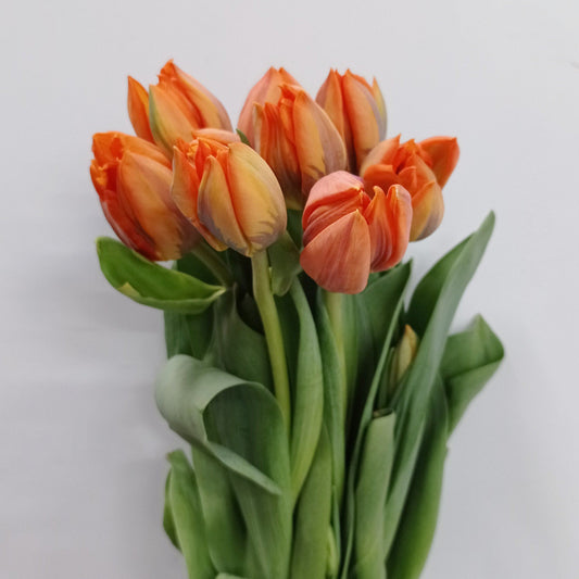 Tulip Double - Orange