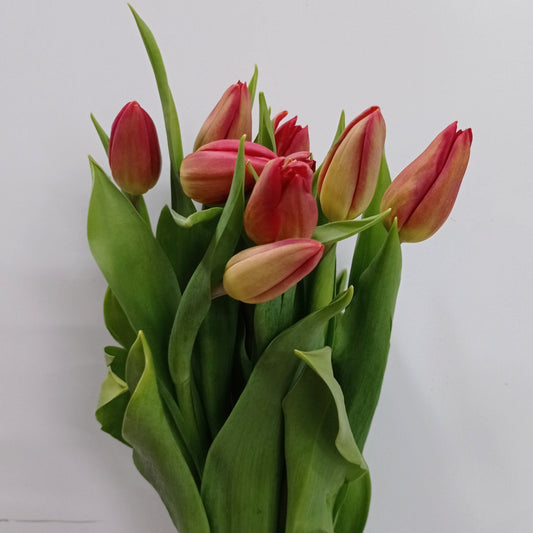 Tulip - 2 Tone Red