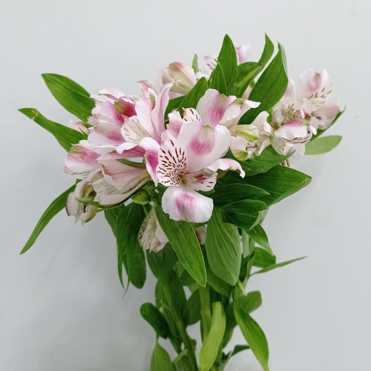 Alstroemeria - 2 Tone Light Pink