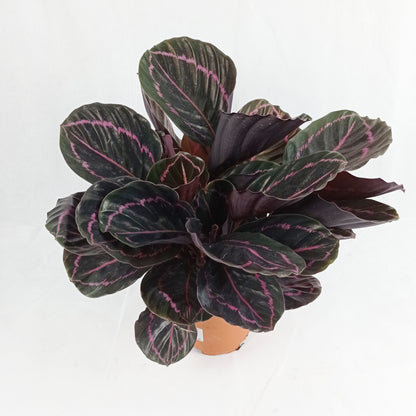 Pot Calathea P150- Mix