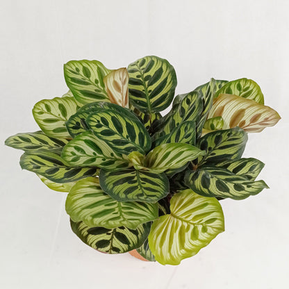 Pot Calathea P150- Mix