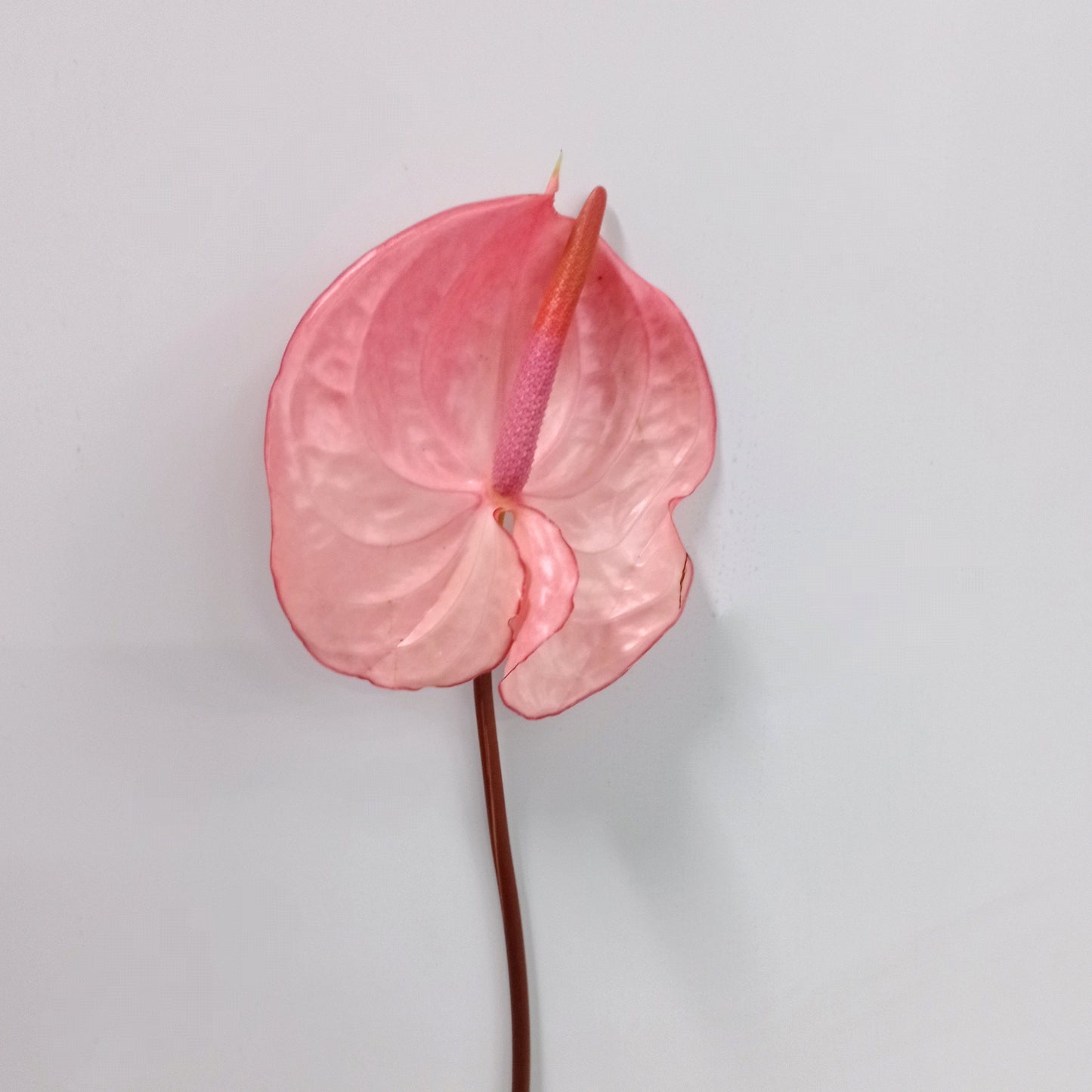 Anthurium - Pink