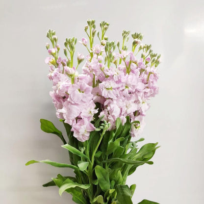 Fully Bloom Matthiola - Mix [Clearance Stock]