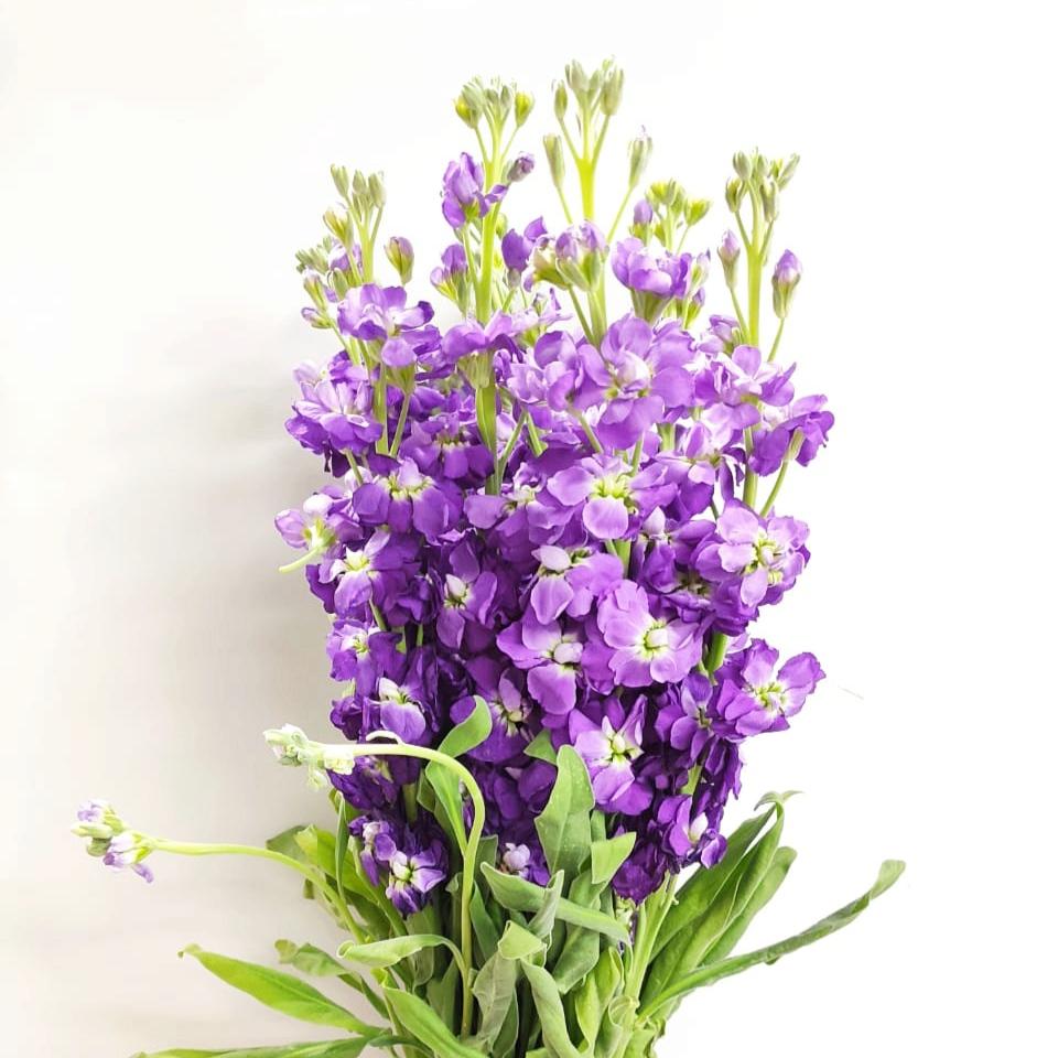 Fully Bloom Matthiola - Mix [Clearance Stock]