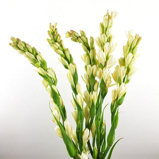 Tuberose