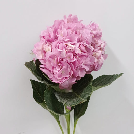 Fully Bloom Hydrangea (Imported) - Mix [Clearance Stock]