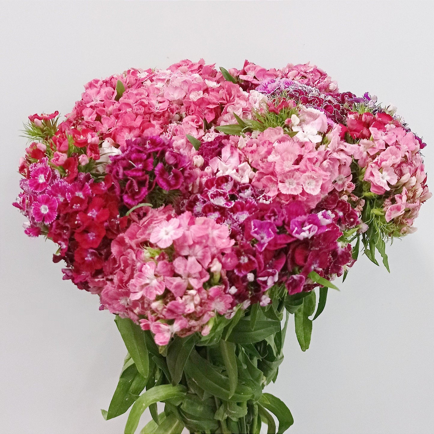 Fully Bloom Sweet William - Mix [Clearance Stock]