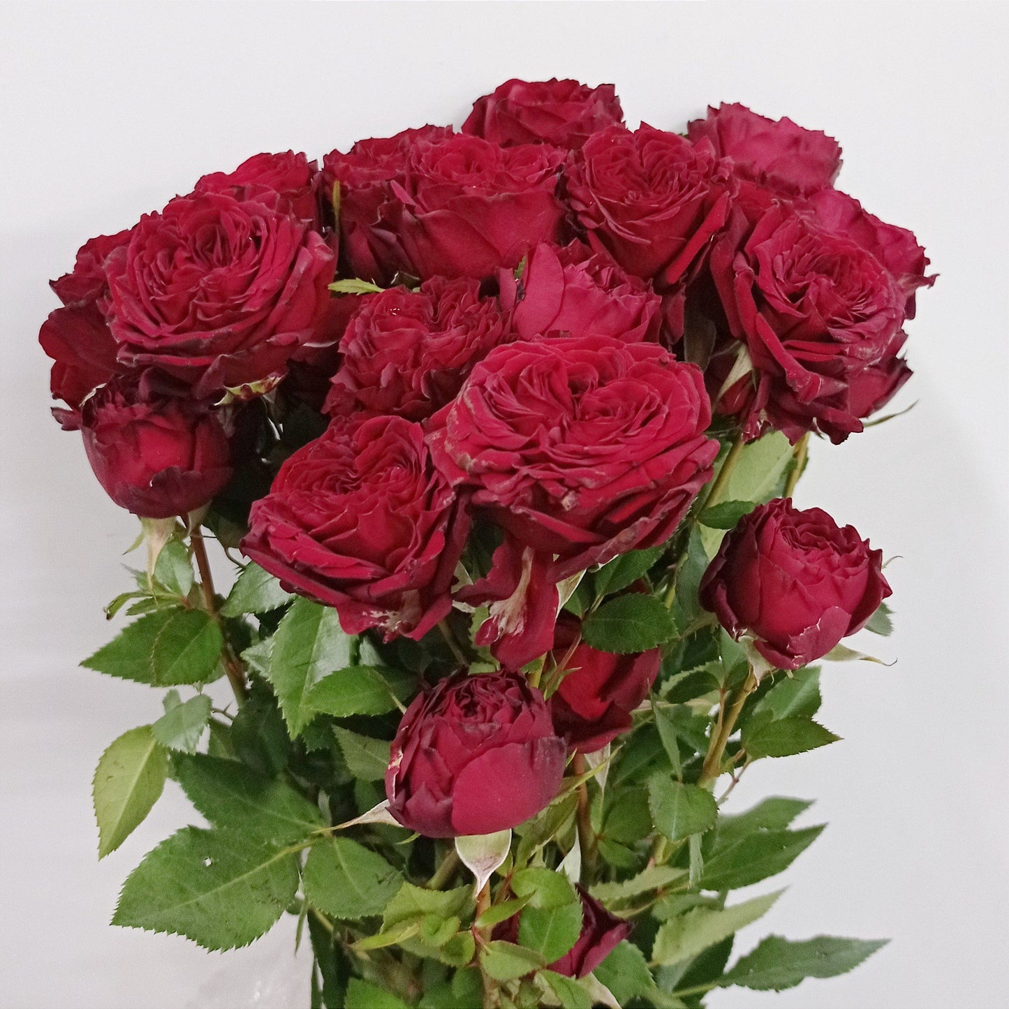 Fully Bloom Rose Spray - Mix [Clearance Stock]