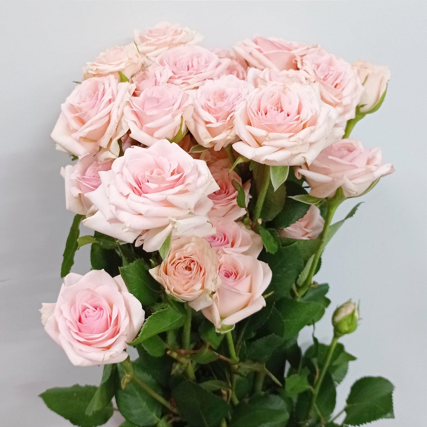 Fully Bloom Rose Spray - Mix [Clearance Stock]