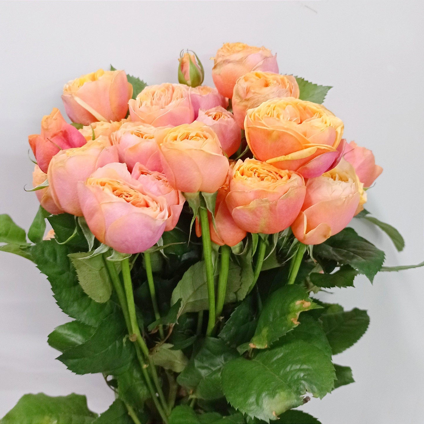 Fully Bloom Rose Spray - Mix [Clearance Stock]